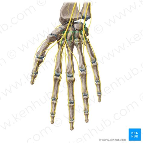 Dorsal interossei of hand: Anatomy and function | Kenhub