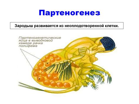 Половое и бесполое размножение - презентация онлайн