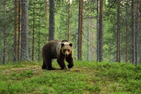 DNEVNA DOZA PRAVOPISA Kako se pravilno piše Zoo vrt zo vrt ili