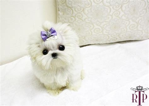 Small dogs. Micro Teacup Maltese Puppies | ... Micro Teacup Maltese Puppy For Sale ::: Royal ...