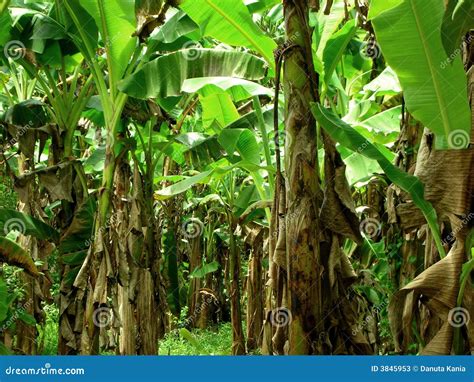 Banana plantation stock image. Image of potasium, tropical - 3845953