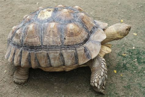 Sulcata Tortoise Care Guide Price Petsoid