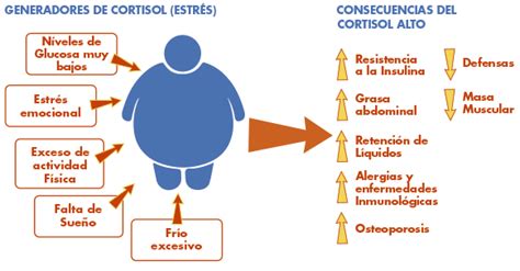 Laboratorio De Endocrinolog A Objetivo De Las Pruebas