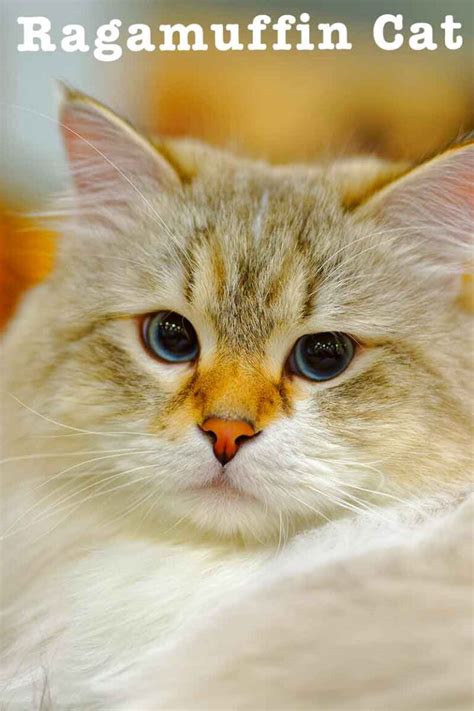 Ragamuffin Cat Personality Size Weight And Care Guide