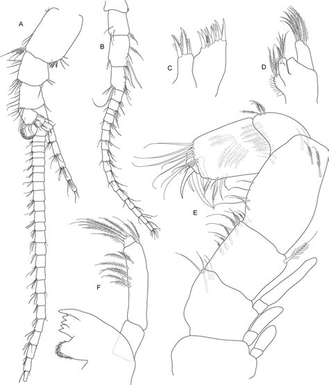 Koonunga Allambiensis Sp Nov Holotype Male 595 Mm Sama C8443 A Download Scientific