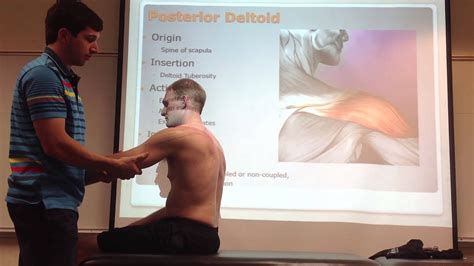 Posterior Deltoid Palpation Manual Therapy And Stretch Youtube