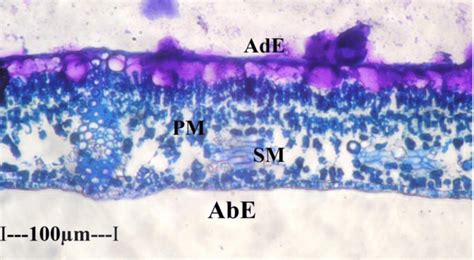 1 Ts Of Lamina Mucilage Secreted Layer Epidermal Cells Abe Abaxial