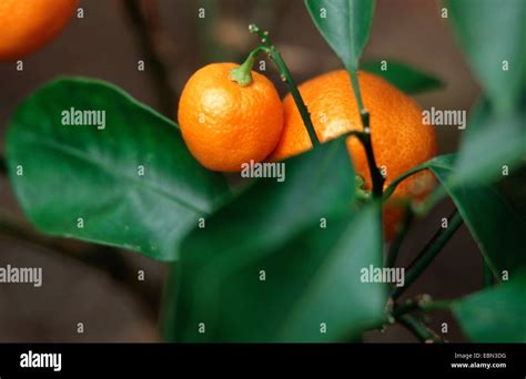 Citrus Madurensis Citrus Madurensis Fruiting Stock Photo Alamy