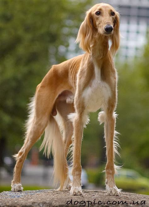 Красивые собаки | Собаки, прикольные фото собак и щенков. Красивые ...