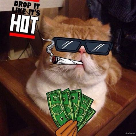 Pussy Money Weed Пикабу