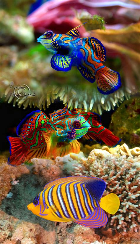 Colorful Fish Sea Creatures Art Ocean Creatures Art Sea Life Art