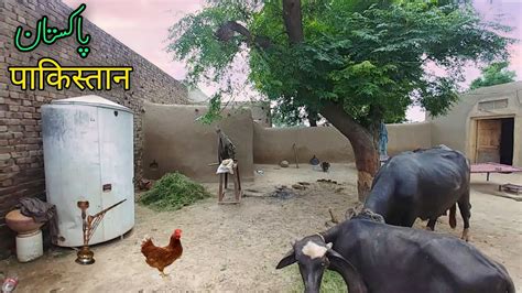 Village Life In Rural Punjab Pakistan Youtube