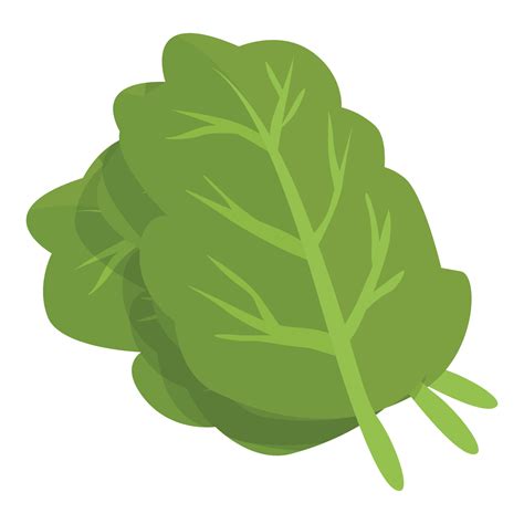 Green Salad Leaf Icon Cartoon Vector Vegetable Food 14293686 Vector