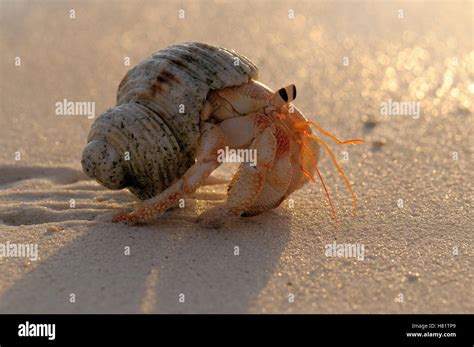 Hermit Crab Paguroidea On Beach Aldabra Seychelles Stock Photo Alamy