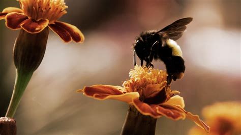 Fondos de pantalla Animales Flores fotografía insecto amarillo