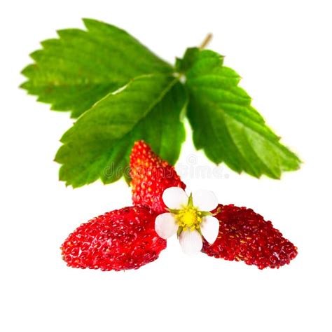 Fresas Silvestres Con Hojas Aisladas En Fondo Blanco Imagen De Archivo