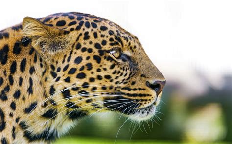 Big Cat Leopard Wallpapers | HD Wallpapers | ID #18395