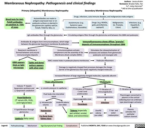 Membranous Nephropathy: Pathogenesis and clinical findings | Calgary Guide