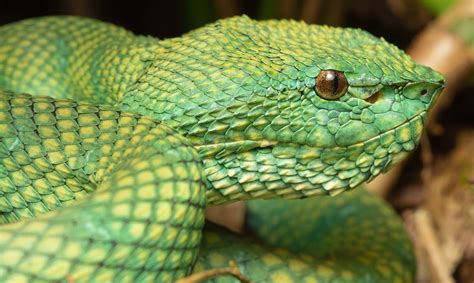 16 Extraordinary Facts About Bornean Keeled Green Pit Viper