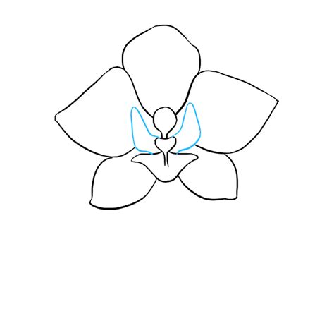 Orchid Drawing Steps