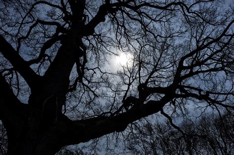 Night Dark Tree - Free photo on Pixabay - Pixabay