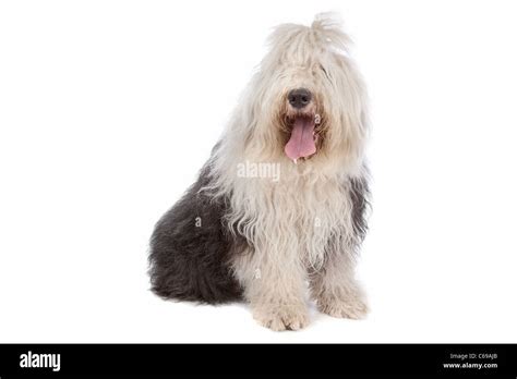 Old English Sheepdog Hi Res Stock Photography And Images Alamy