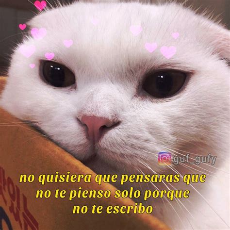 Descubrir 55 Imagen Gatitos Frases De Amor Viaterramx