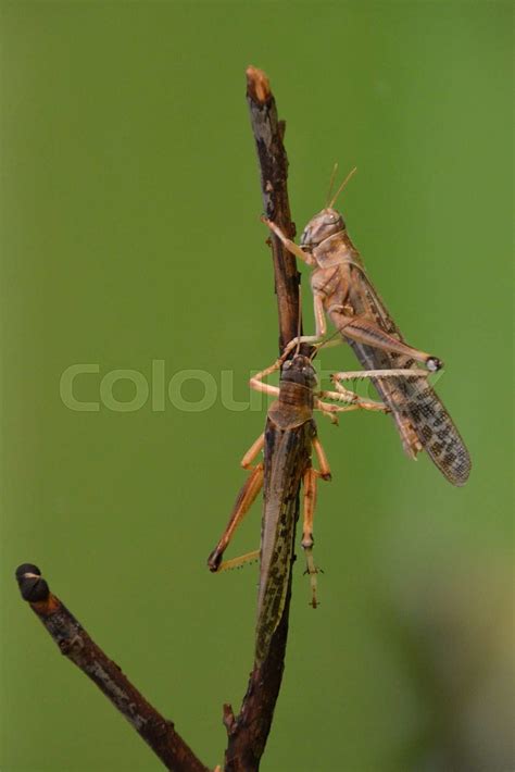 Insekt Spise Dyr Stock Foto Colourbox