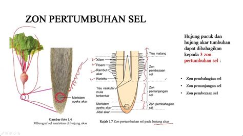 Bab 1 12 Tisu Meristem Dan Pertumbuhan Part1 Biologi Ting 5 Kssm