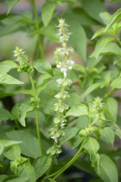 Fresh Green Ocimum Basilicum Plant Stock Photo Image Of Fresh