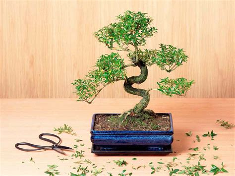 5 Bonsai Trees You Can Grow At Home Bonsai Okgo Net