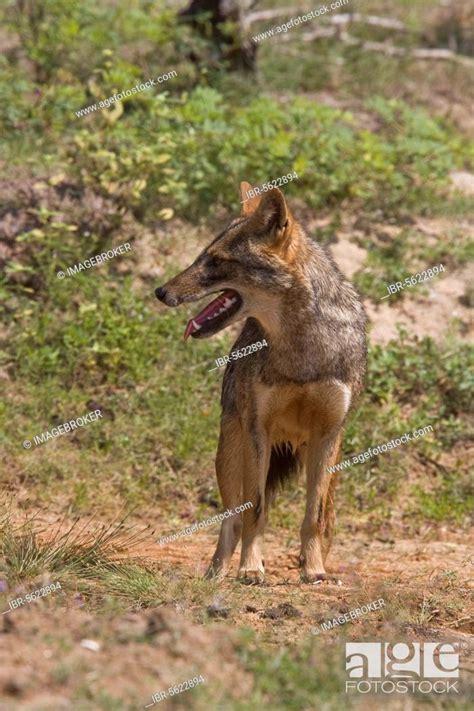 Golden jackal, golden jackals, jackals, dog-like, predators, mammals ...