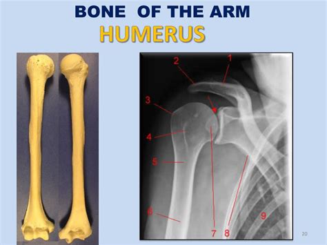 Ppt Bones Of The Upper Limb Powerpoint Presentation Free Download