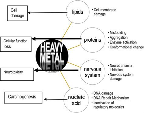 Effects Of Heavy Metals On Human Health Download Scientific Diagram