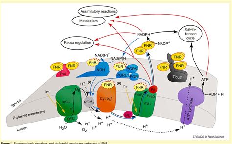 Ferredoxin In Photosynthesis