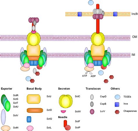 PDF Chlamydial Type III Secretion System 17 1 Bacterial Secretion