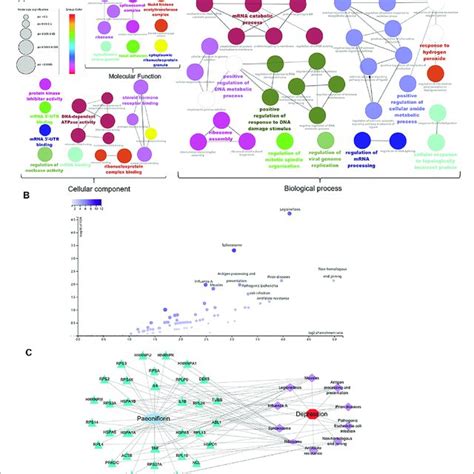 Gene Ontology Kegg Enrichment And C T P D Network Analysis A Gene Download Scientific