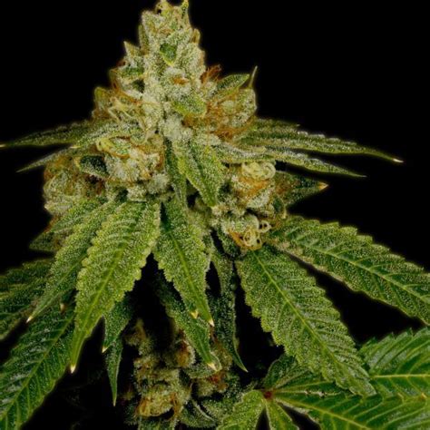 Platinum Cookies Auto Seeds For Sale Premium Cultivars