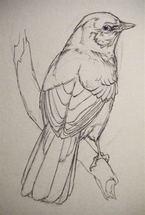 √ Bird Sketches Pencil