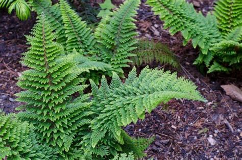 7 Evergreen Ferns for Year-Round Beauty