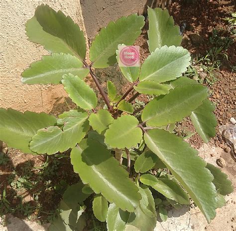 10 Incredible Facts About The Miracle Leaf Bryophyllum Pinnatum In