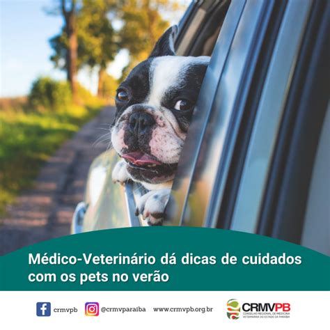 Médico Veterinário dá dicas de cuidado os pets no verão CRMV PB