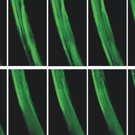 Loading Of A Permeabilized Taenia Coli Fibre With Alexa Fluor ® Download Scientific Diagram