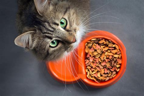 What Are The Different Types Of Cat Food I Pettable I Esa Experts