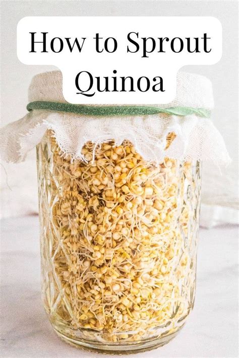 How To Sprout Quinoa Quick And Easy Recipe Sprouting Quinoa