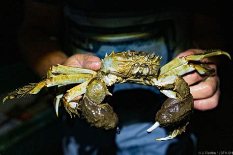 Der Fischbestand Der Elbe Befischung Landessportfischerverband