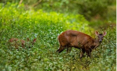 Misiones Identificaron Los Fragmentos De Bosque Prioritarios Para