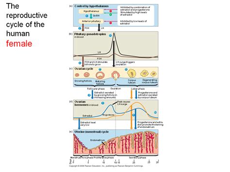 Female Reproductive System Cycle