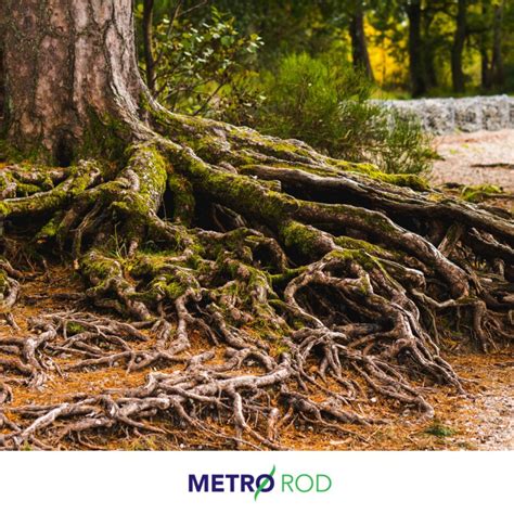 Tree Root Cutting How And Why Metro Rod