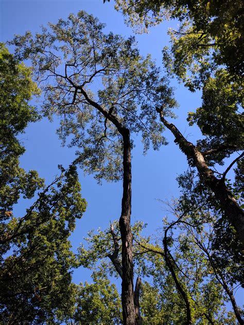 Fotos gratis árbol naturaleza bosque rama flor cielo luz de sol